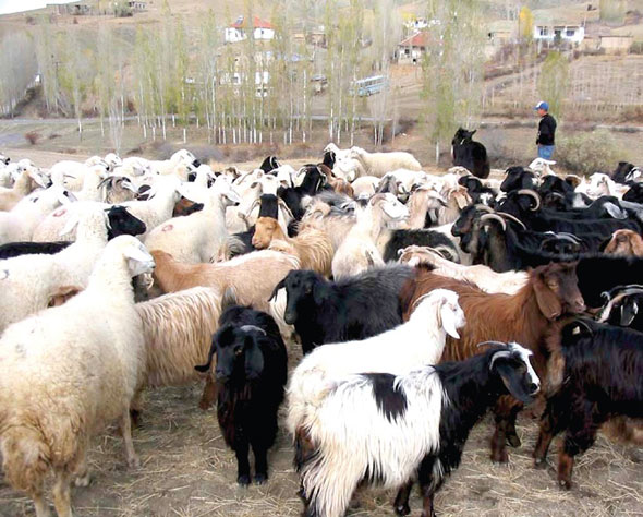 Huzur için gittiği memleketinde kendisine yeni bir iş kurdu