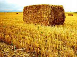 Sivaslı çiftçi, “Ot Borsası”nı çok sevdi